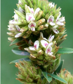 Actif Lespedeza®